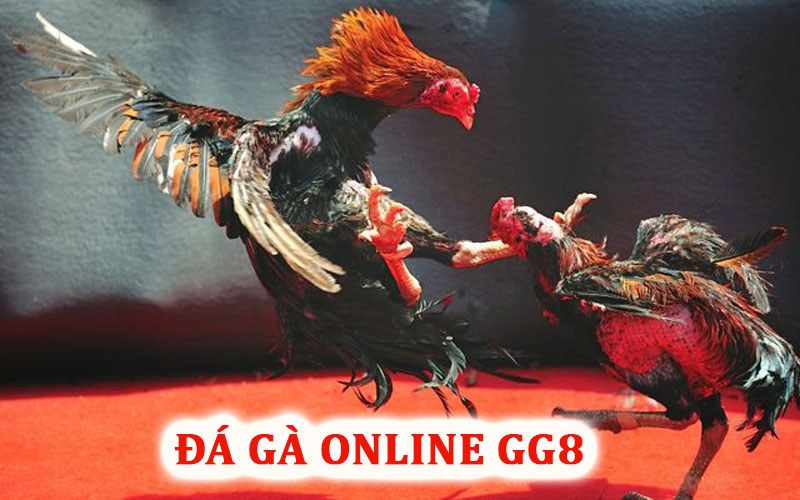 Đá gà online GG8